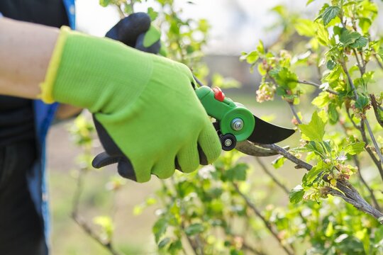 Spring pruning of garden fruit trees and bushes