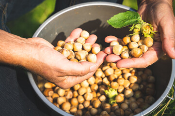 Schalenfrüchte - Hand gefüllt mit frisch gesammelten Haselnüssen.