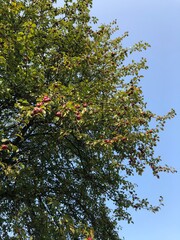 red apples on a tree