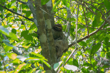 sloths in tree