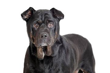 Black Rottweiler Crossbreed Dog Closeup