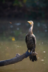 great crested cormorant