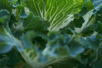 Green cabbage close up shot. High quality photo