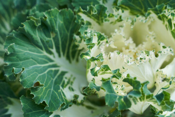 Green cabbage close up shot. High quality photo