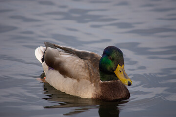 duck in the water