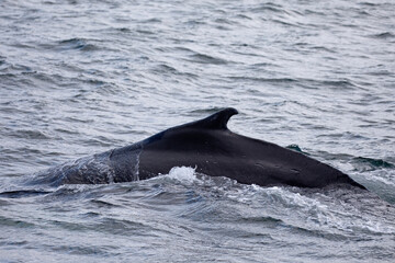 The dorsal fin of a Humpback whale.