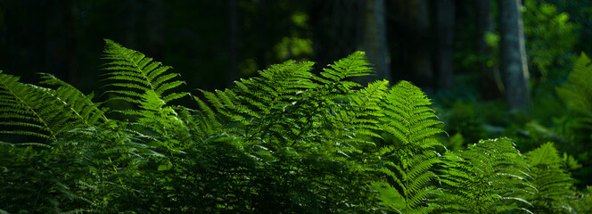 Fern leaves in the forest. Leaves illuminated by the sun. Horizontal background, banner.