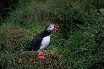 A colourful Atlantic puffin calls out after returning to its colony. 