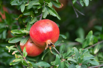 Ripe pomegranates on a tree branch