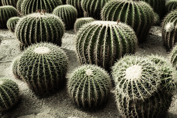 Tropical garden with big round cactuses on sand © Razbitnov