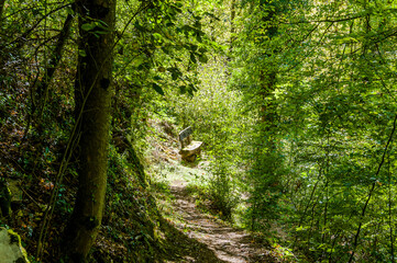 Wildenstein, Wald, Wanderweg, Sormatt, Wasserfall, Wanderweg, Bubendorf, Naturschutzgebiet, Baselland, Nordwestschweiz, Herbst, Sommer, Schweiz