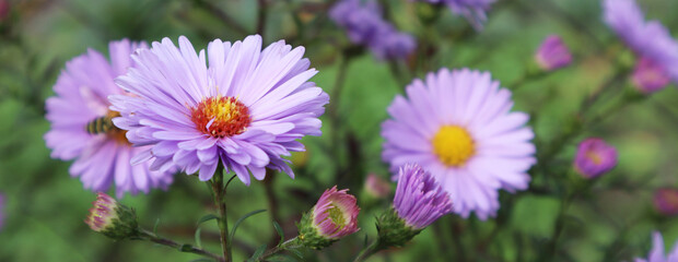 Fototapeta premium Selective soft focus. Wildflowers. Summer and beauty concept. Place for inscription. Banner.