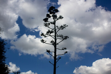 monkey puzzle tree or araucaria with cloudy sky