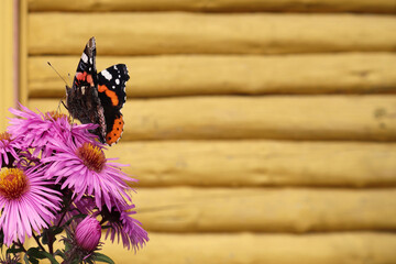 Selective soft focus. Beautiful butterfly on a flower. Summer and beauty concept. Place for inscription.