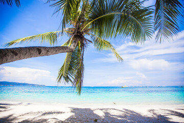 Coconut Palm tree on the white sandy beach