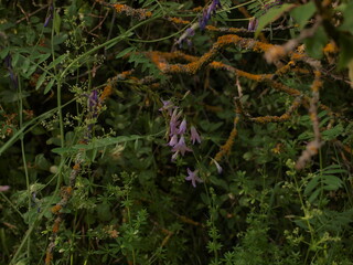 Naklejka na ściany i meble Purple bell flower in green forest plants in gloomy forest