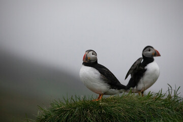 A pair of puffins perched on a cliff along the coast of Iceland.