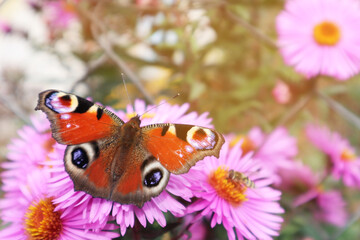 Selective soft focus. Beautiful butterfly on a flower. Summer and beauty concept. Place for inscription.