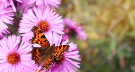 Selective soft focus. Beautiful butterfly on a flower. Summer and beauty concept. Place for inscription, banner.