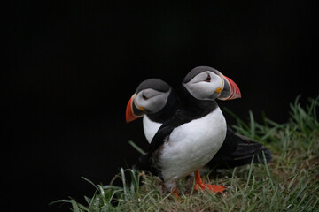 A pair of colourful puffins facing away from each other.