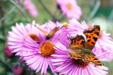 Selective soft focus. Two butterflies on flowers. Summer and beauty concept. Close-up.