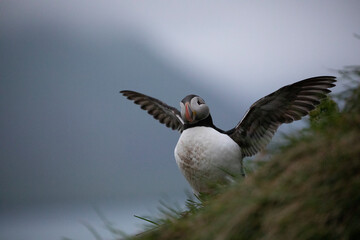 An Atlantic puffin flaps its wings on a cliff edge.