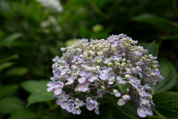 紫陽花の花