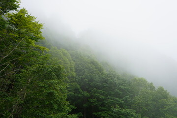 霧の中　濃霧　ゴンドラ　栂池　夏休み　ハイキング