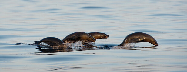Seals swim and jumping out of water .