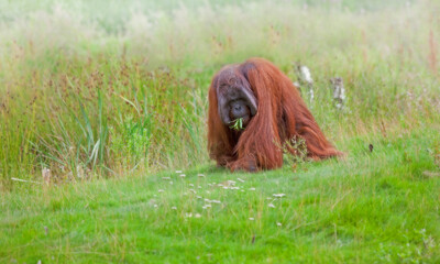 Orangutan © Yay Images