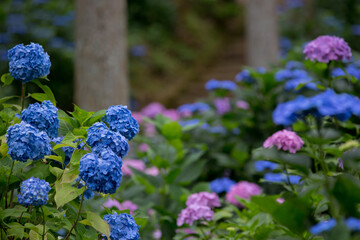 紫陽花の花