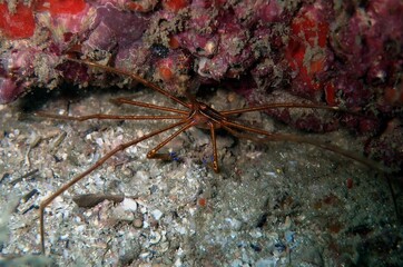 Arrow head crab