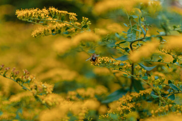 Beautiful forsythia flowers in the garden in spring. Golden Bell, Border Forsythia (Forsythia x...