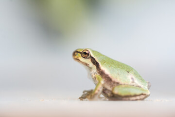 Macro shot of a small frog