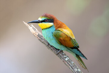 Bee-eater on a branch