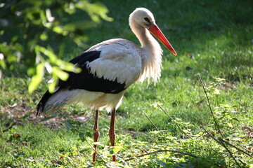 A white stork walking on the grass in the rays of the setting sun