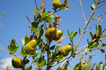 Branch with acorns on a blue sky background. Green acorns