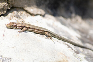 A small lizard on a stone wall in a sunny day