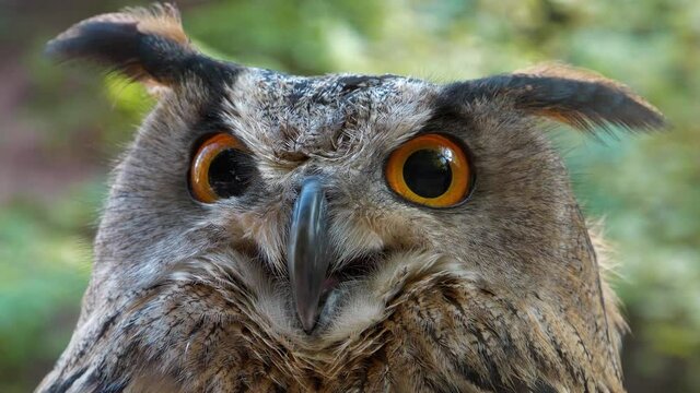 Funny eagle owl turns its head and fixed looks at the camera. Quick approaching of the camera