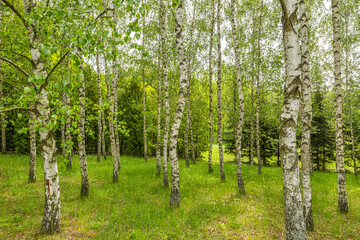 Fototapeta premium Birch grove, natural still life formed by a group of trees.
