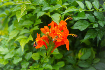 orange tiger lily