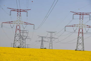 Power Lines Over Fields of Yellow Flower