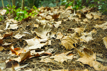 fallen autumn leaves