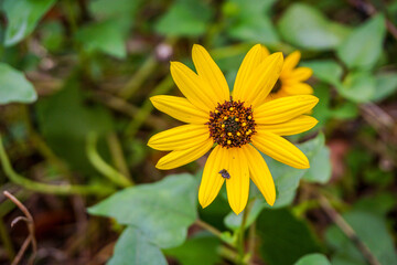 bee on yellow flower