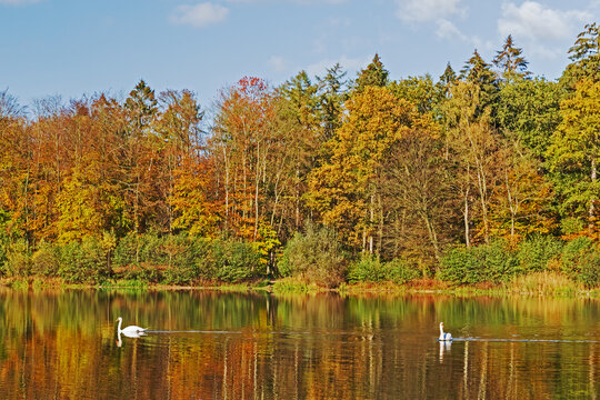 Teich mit Wald im Herbstlaub in Großhansdorf, Schleswig-Holstein, mit Spiegelung. Mit zwei Höckerschwänen. Manhagenteich..