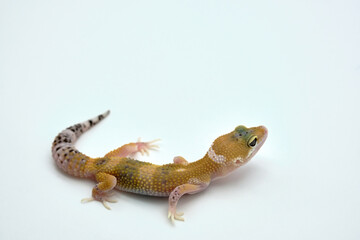Naklejka premium gecko 