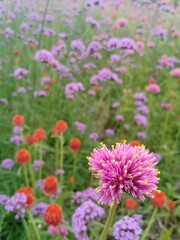 pink cosmos flowers
