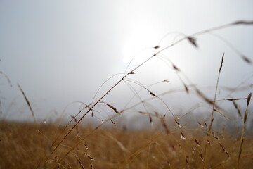 dew drops on a dry plant on a foggy day