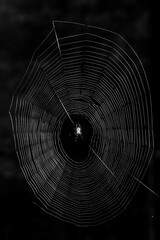 A large orb weaver spider web in the dark. Spooky Halloween image of a scary spider in the night....