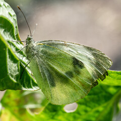 Butterfly in garden
